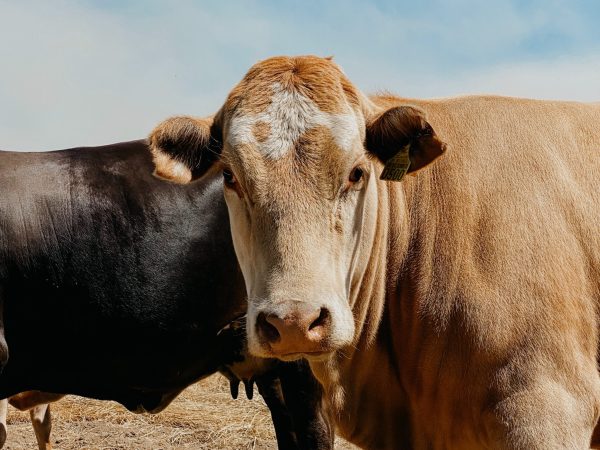 Cattle on feedlot that supplies manure to renewable natural gas facility (RNG)