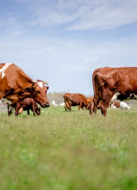 Brown_cows_eating_grass