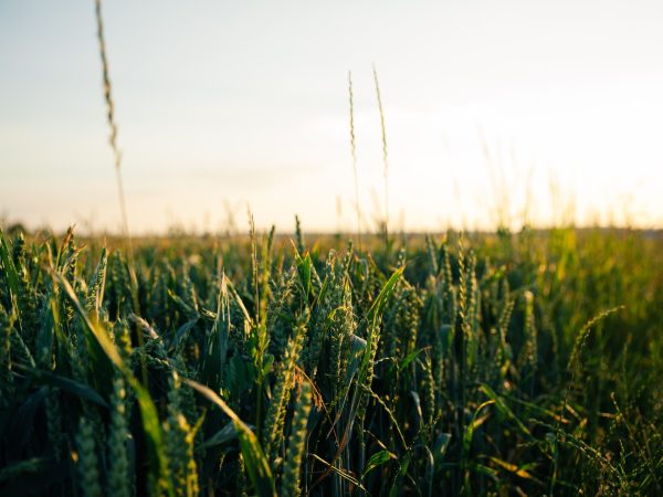 Wheat_field